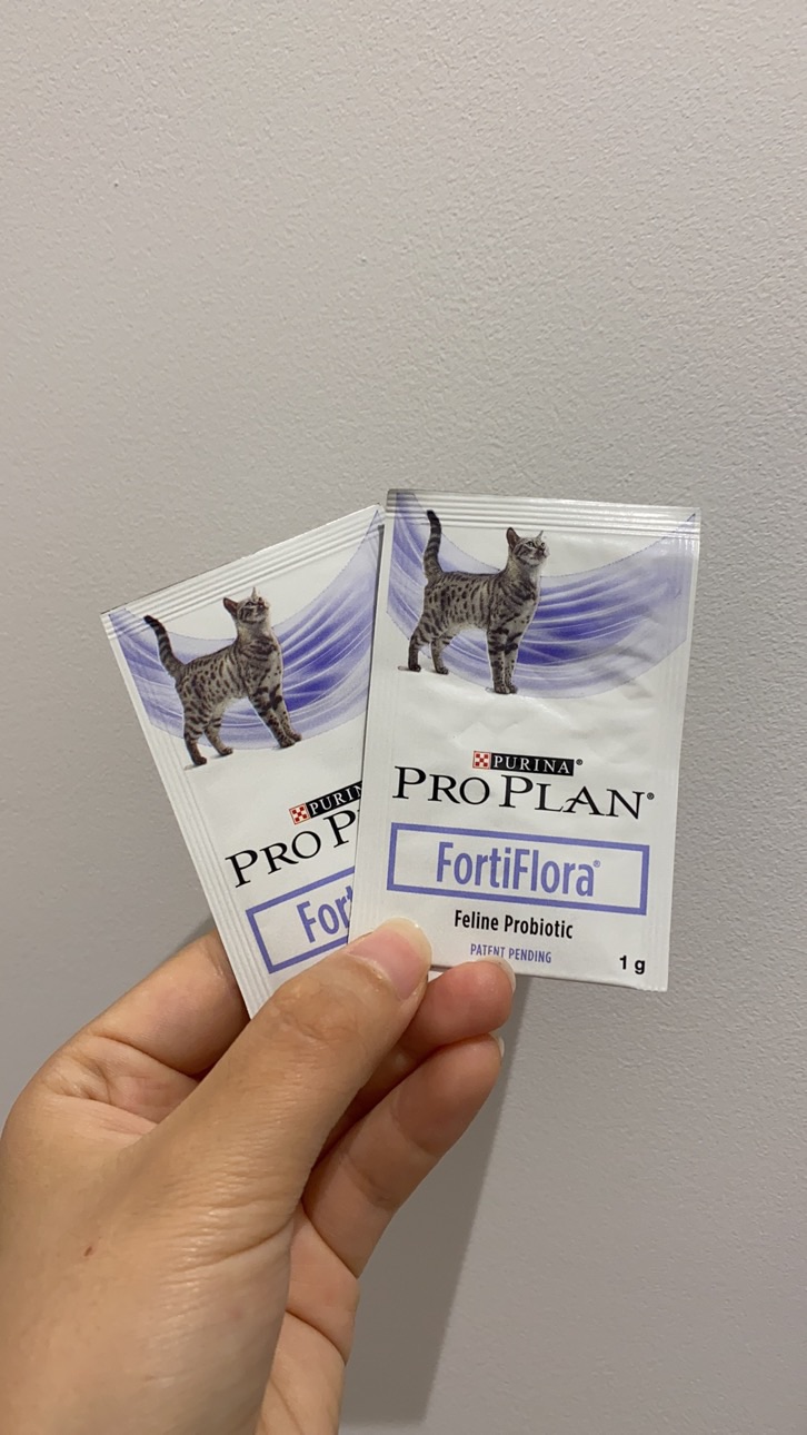 小奶猫问题求助