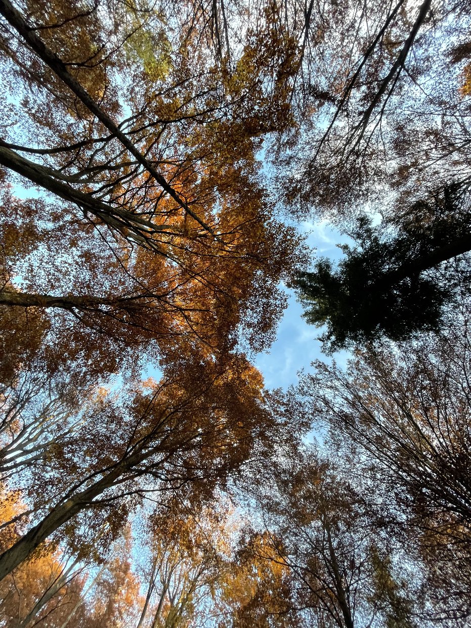 秋日森林🍂