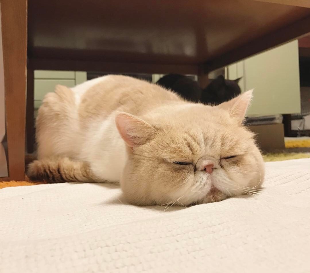 不死心！探头问