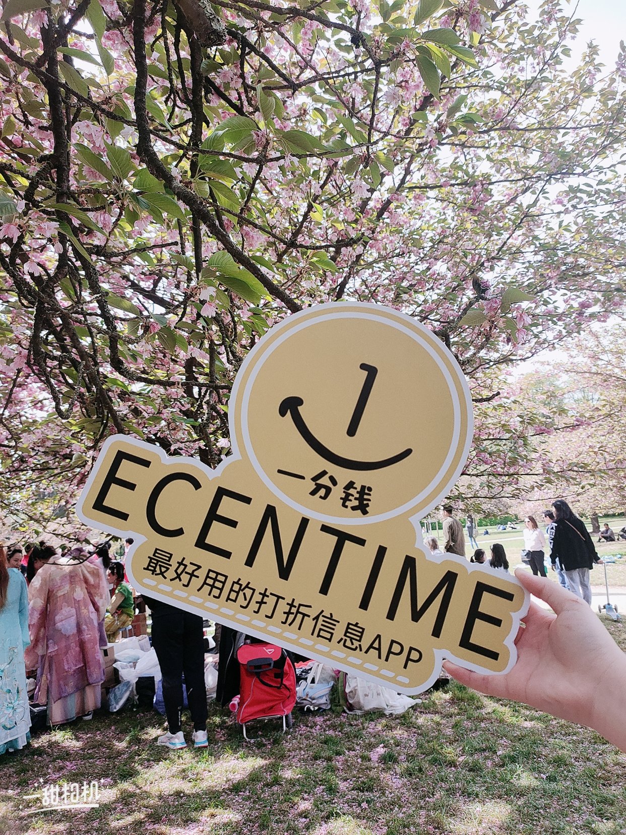 樱花🌸