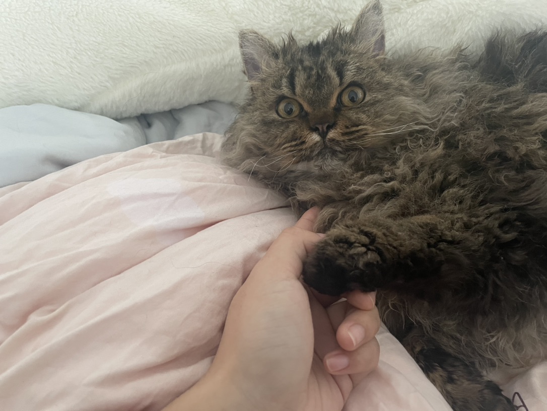 猫咪寄养，求好心姨姨收留