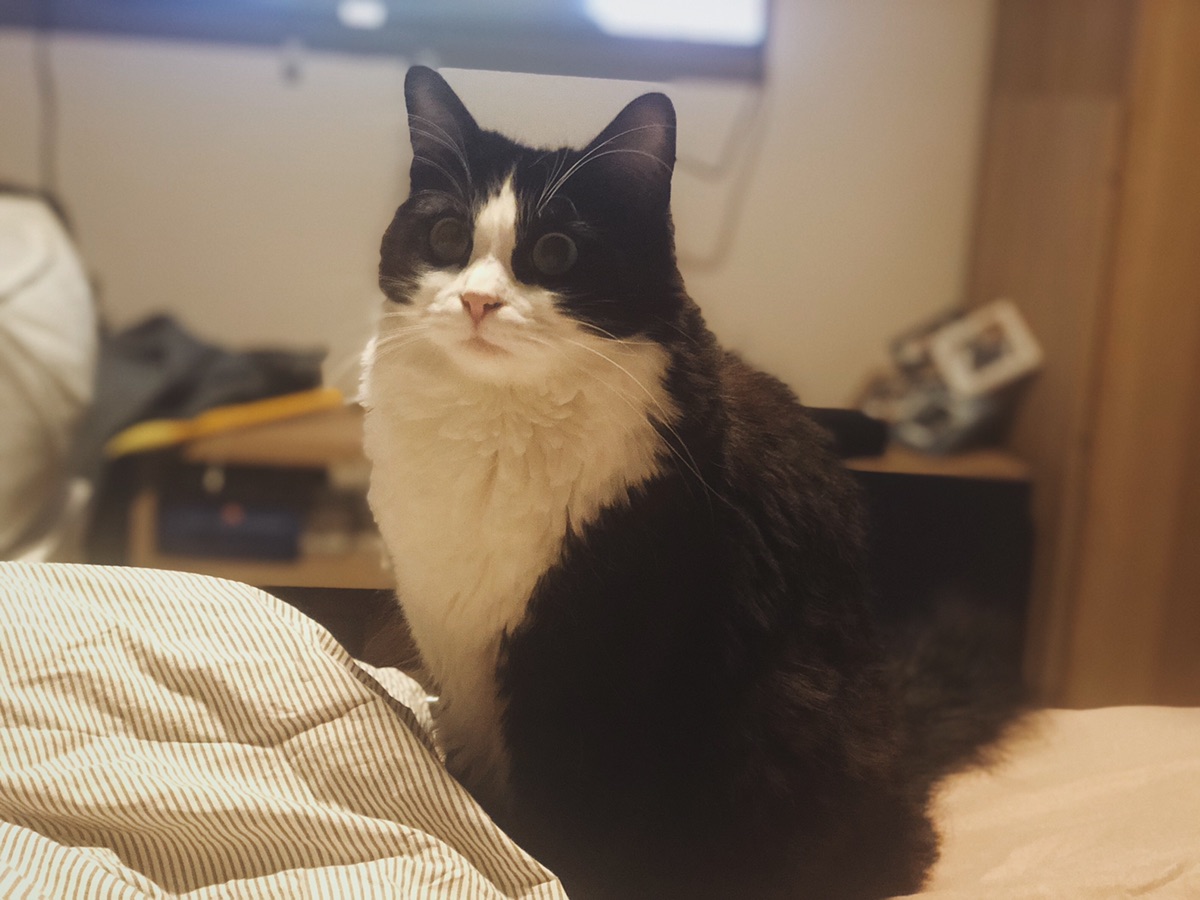 送的小野猫也可以长的hin漂酿~