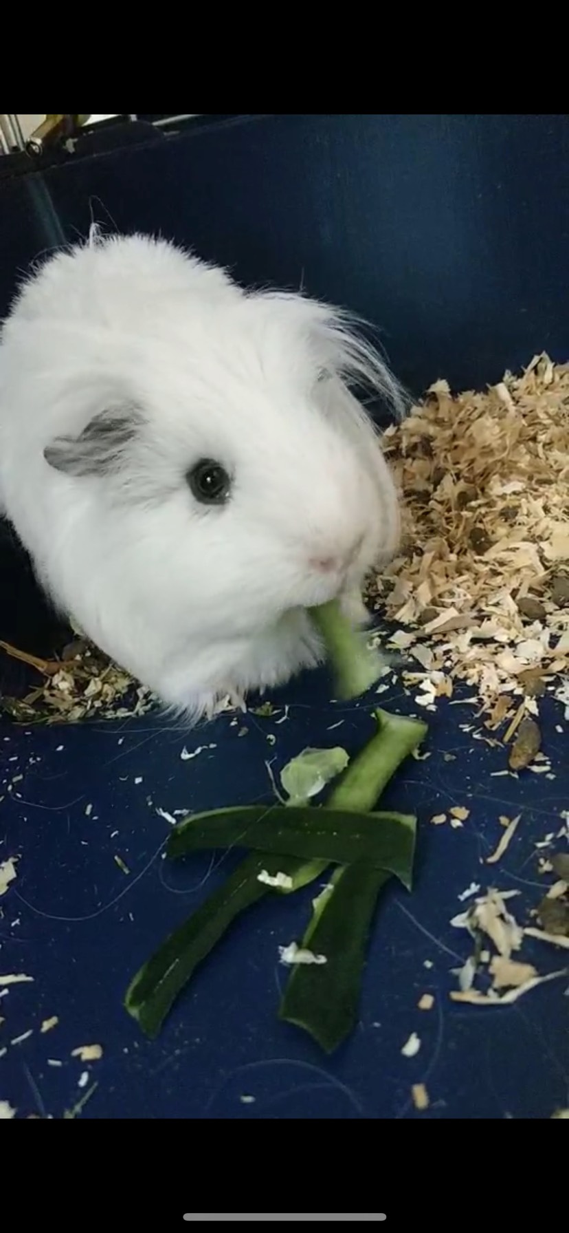蠢萌胆小闷