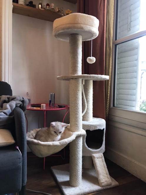 Iidl 猫树 35欧