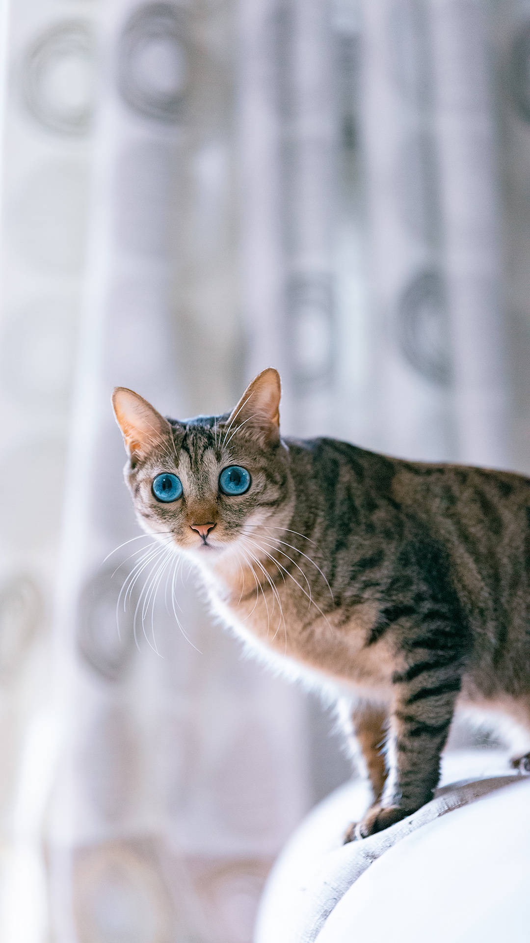 大家是如何遇到自己的猫主子