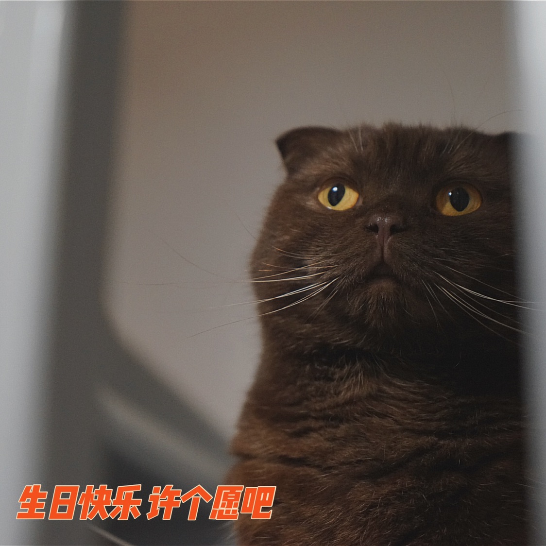 滚滚生日 来收集祝福啦！