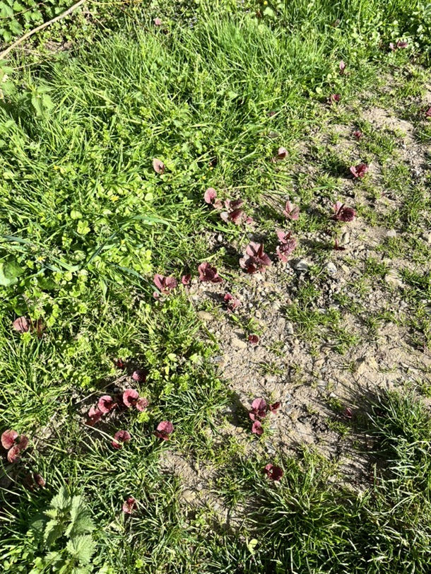 是折耳根吗？