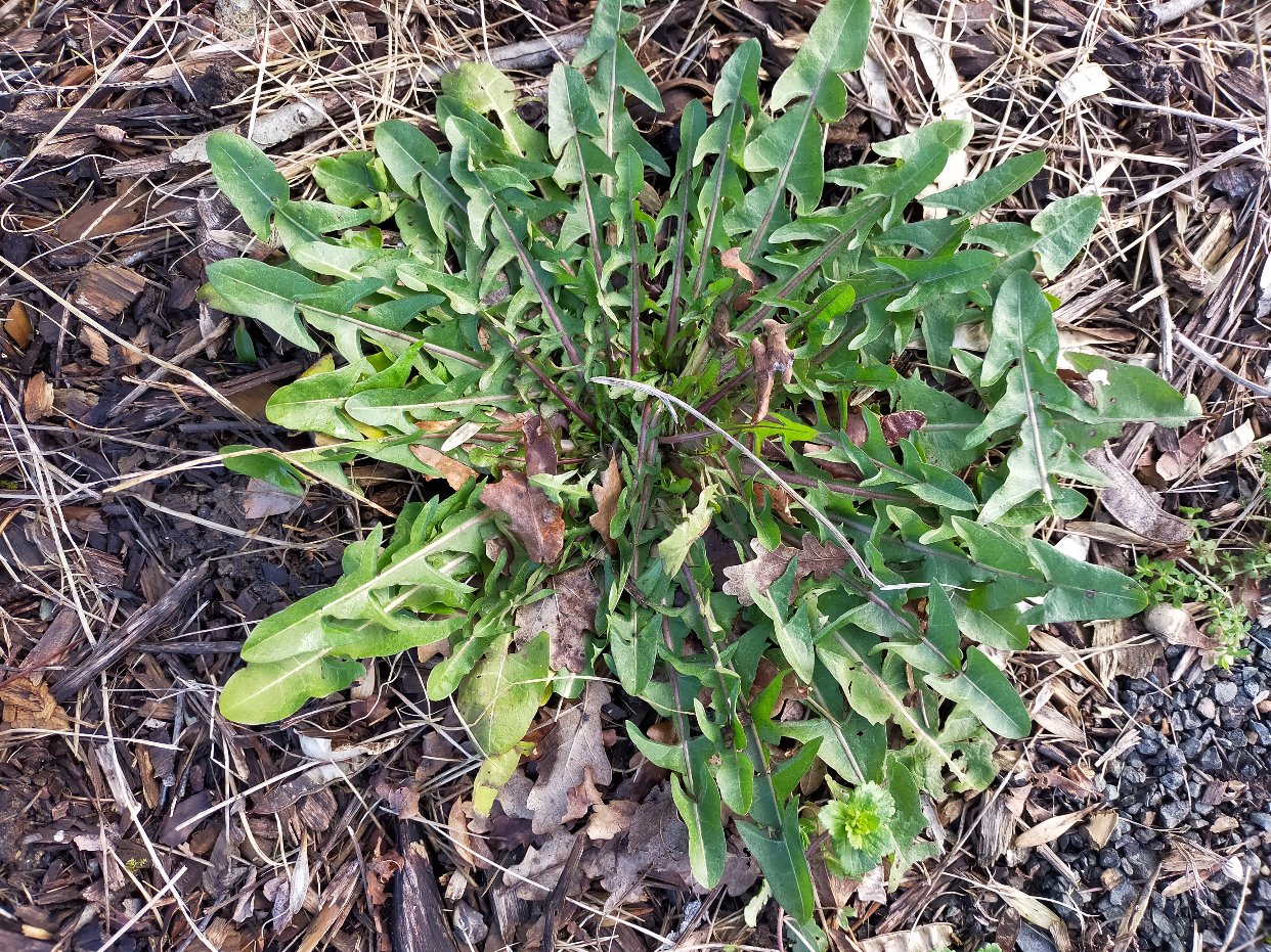野荠菜？还是蒲公英