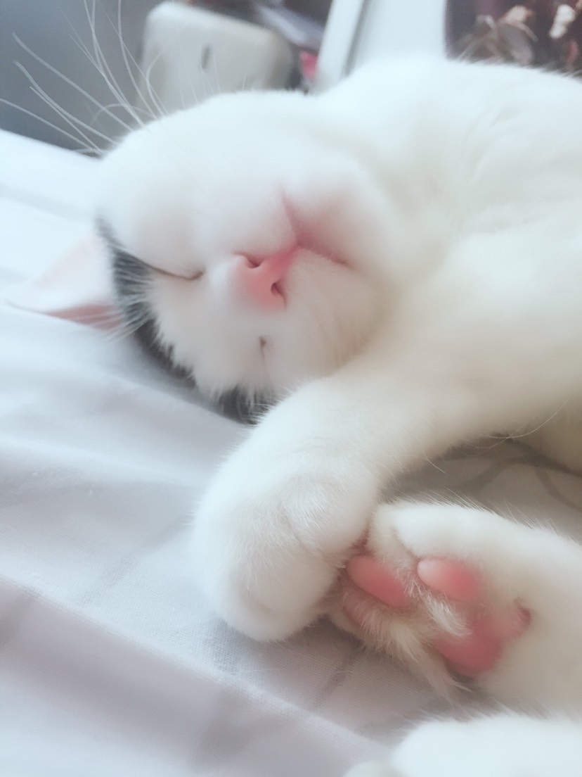 GLS一生黑
