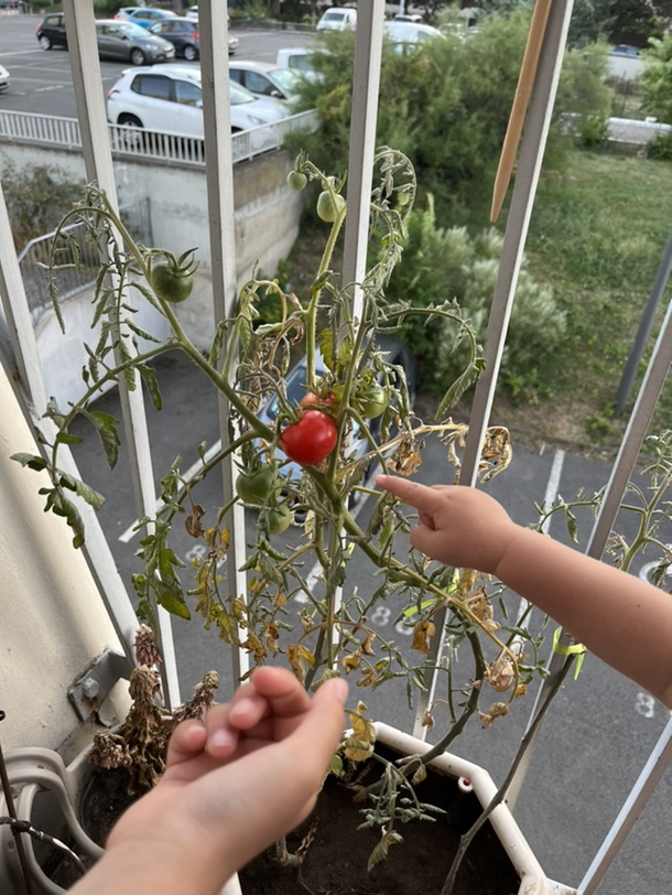 自己种的西红柿🍅