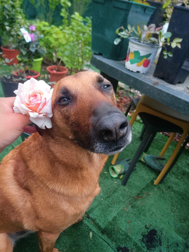 🐕奥利奥：你看我美吗