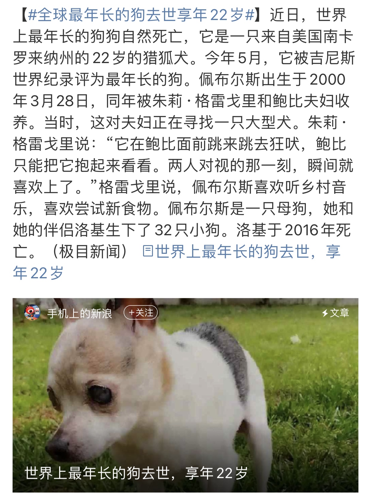 希望所有的狗狗都能沾沾福气