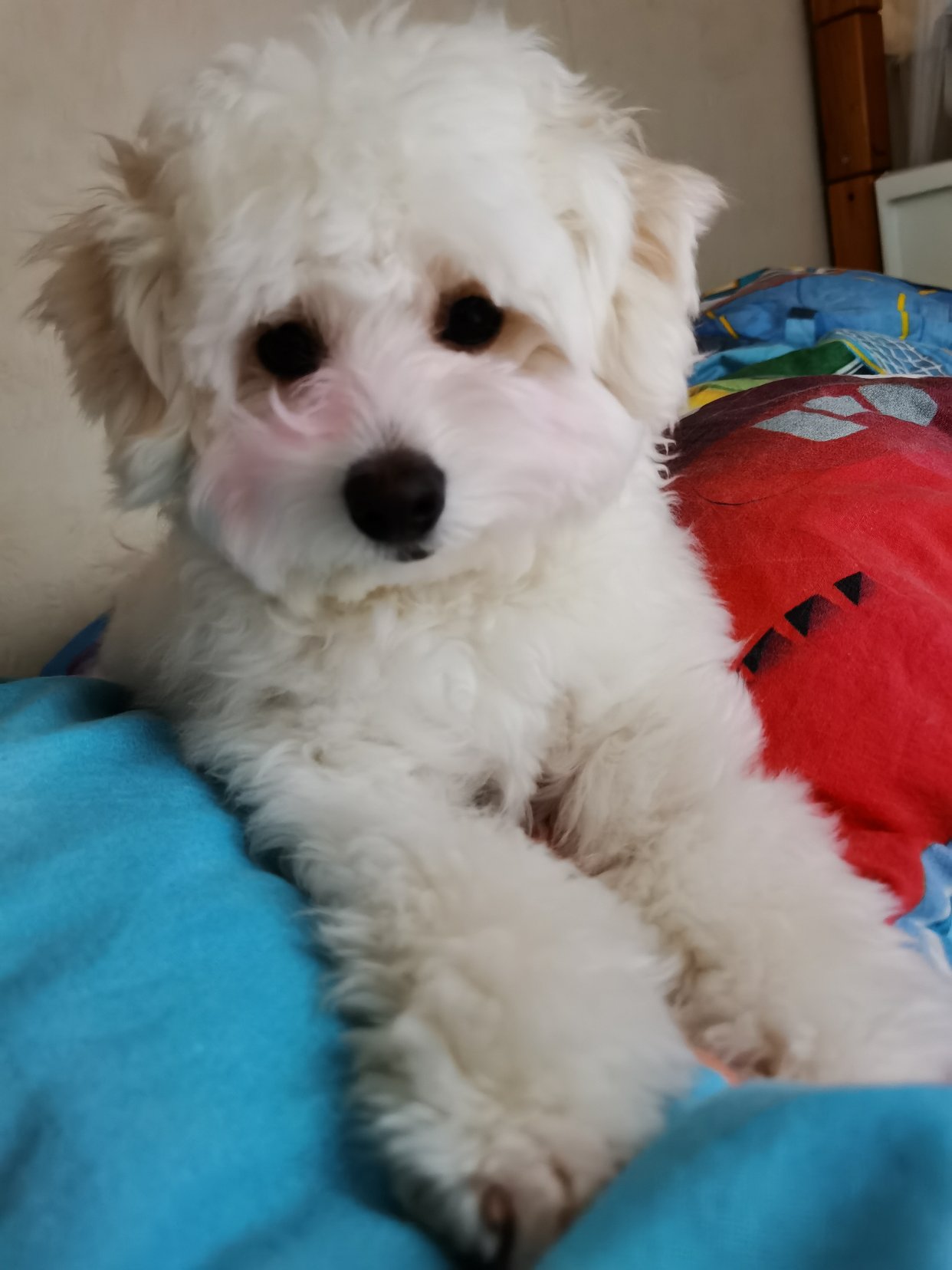 求打折村邀请函 有木有送马卡龙还是咖啡 打折券什么的