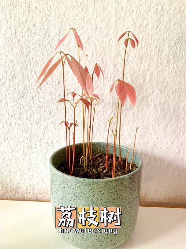 冬去春又来