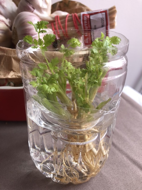 香菜自由！