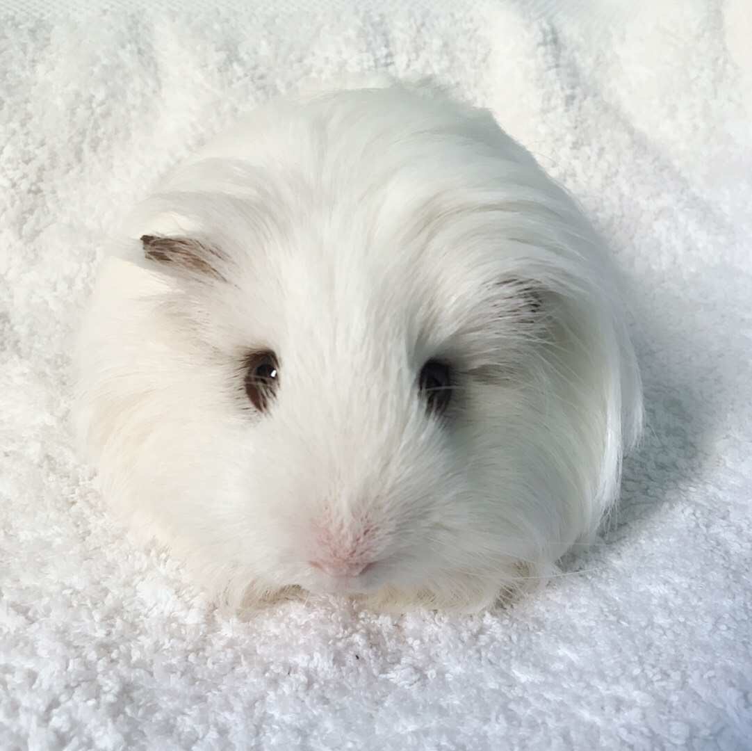 给闷闷找一个新麻麻:(