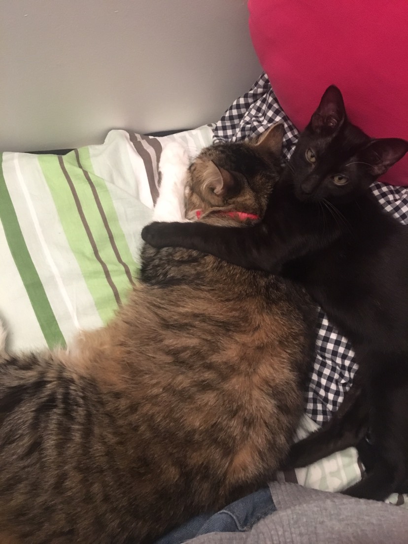 两只猫日常打完后的抱抱
