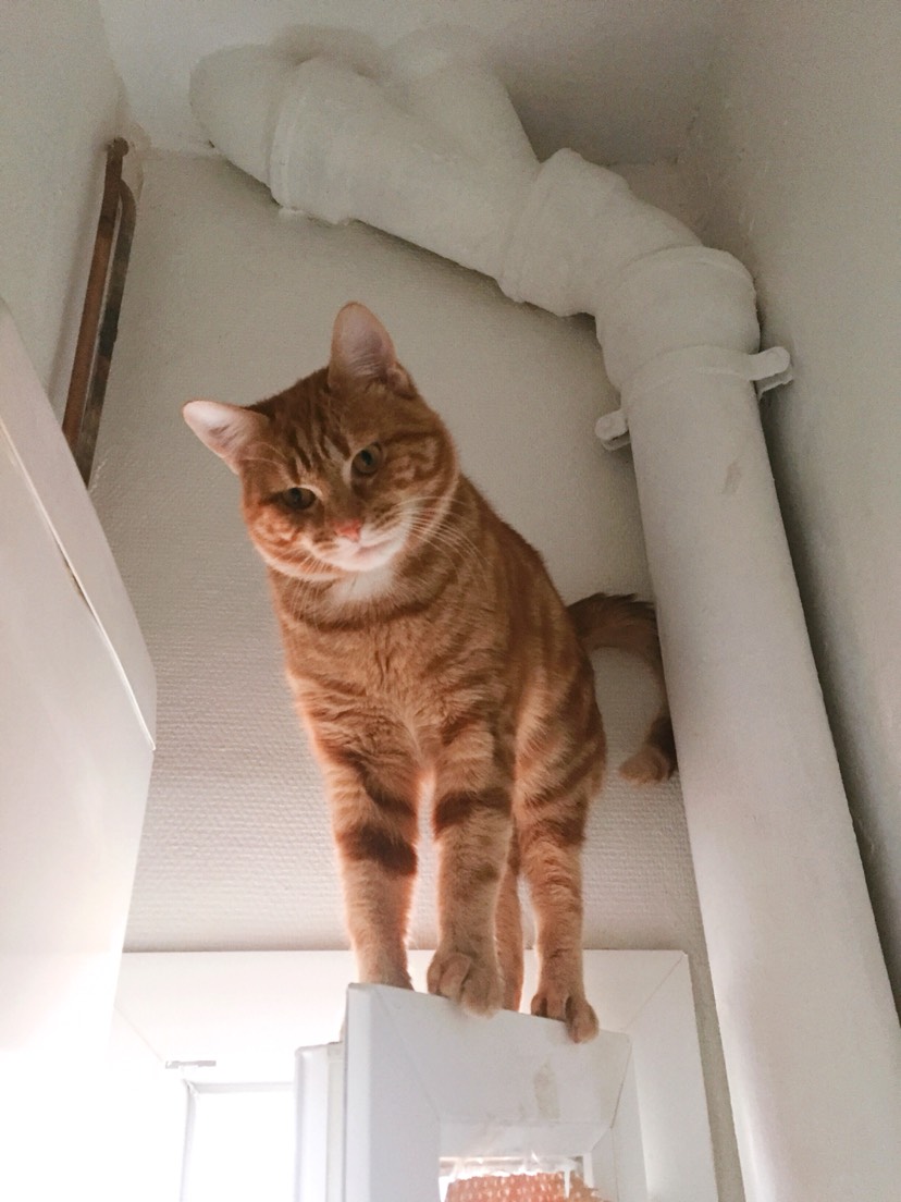 我家猫上天入地无所不能 