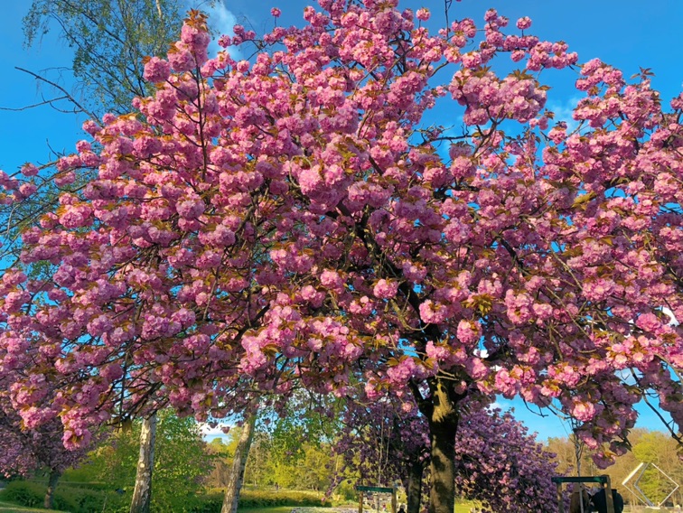 Parc floral de Paris 