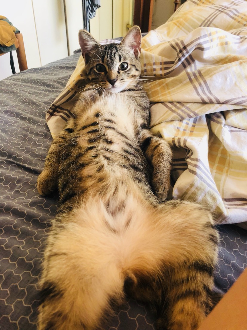 君猫坦蛋蛋