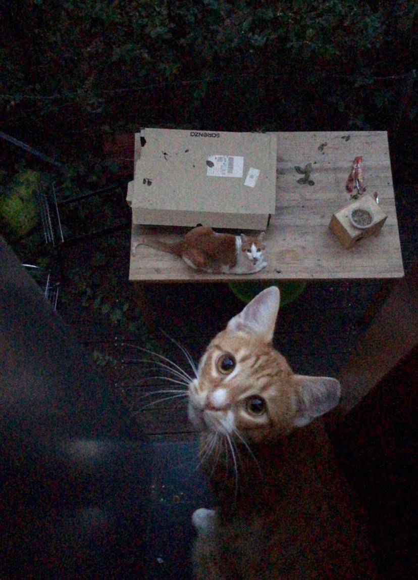 我也会有🐱的！