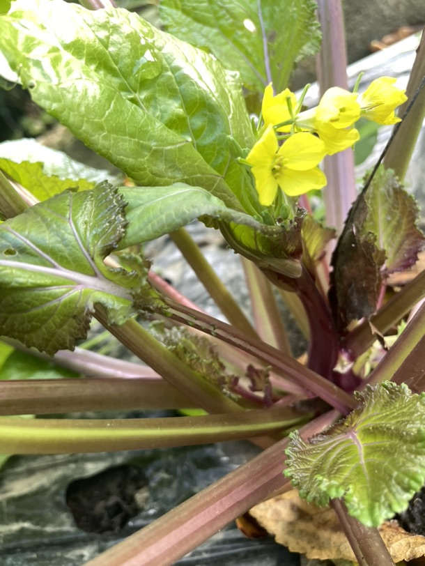 湖北人都懂的红菜薹