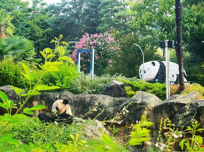 🇫🇷法国zoo parc beauval的熊猫装置