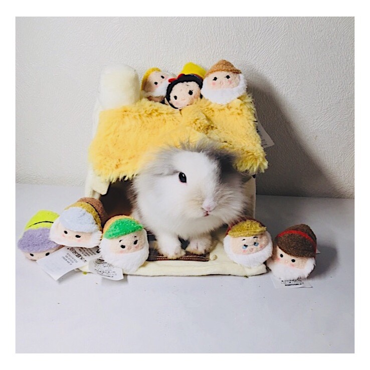 日常秀🐰