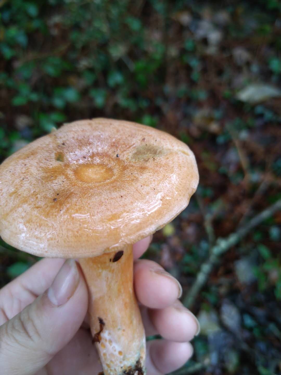 蘑菇季