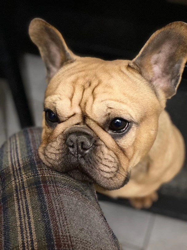 眼神会说话的叉烧🐶