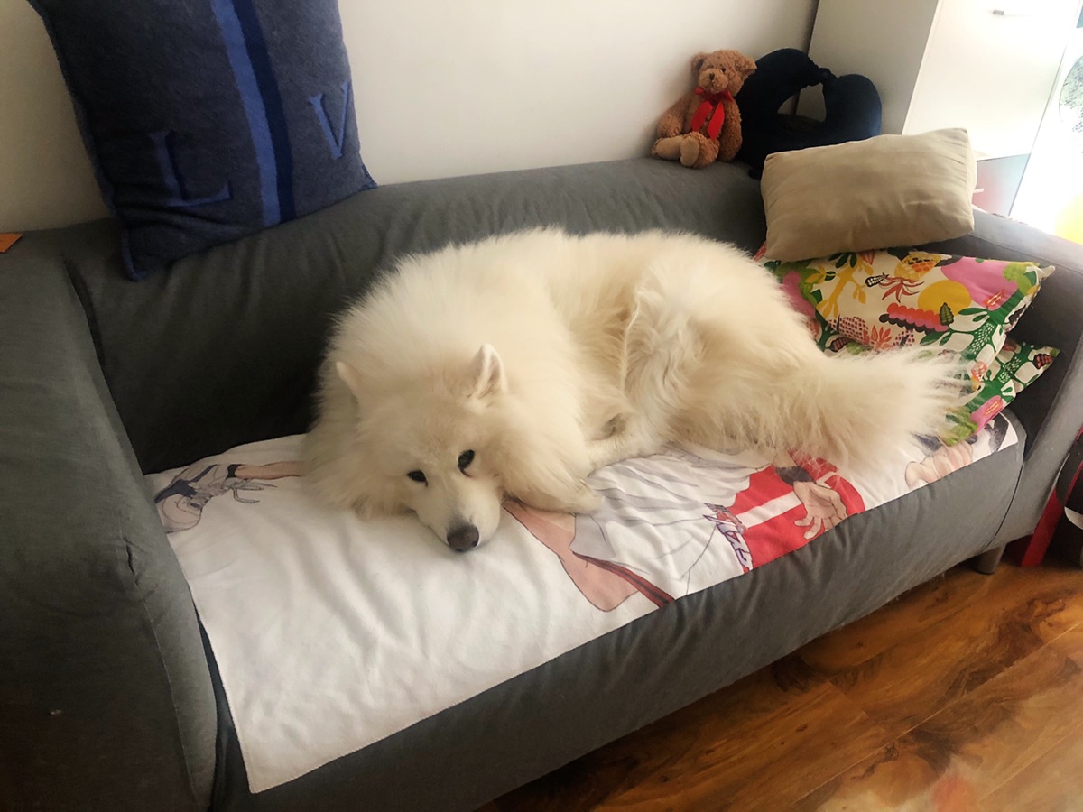 一只不爱睡🐶窝的萨摩