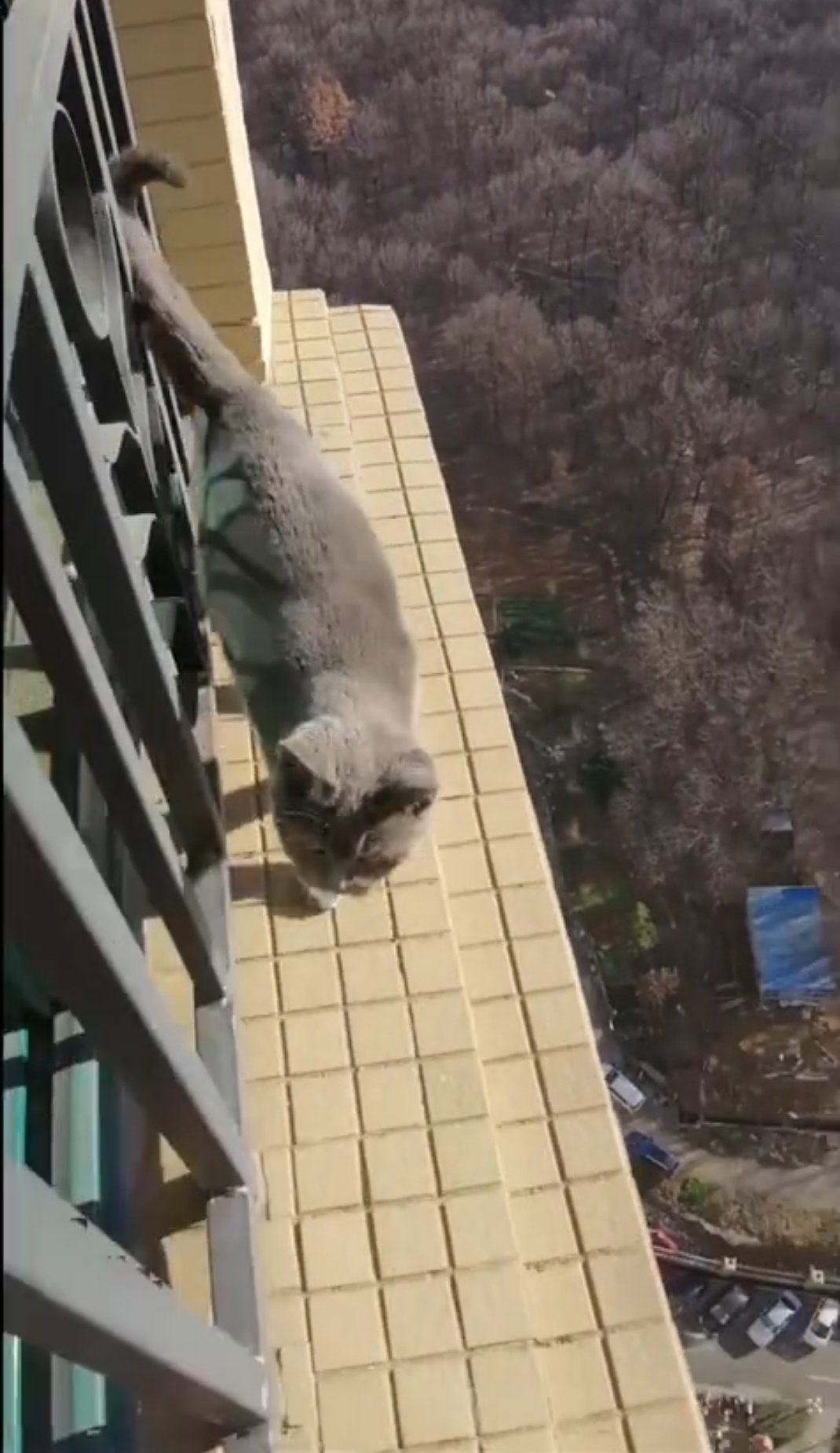 养猫必须封窗封阳台
