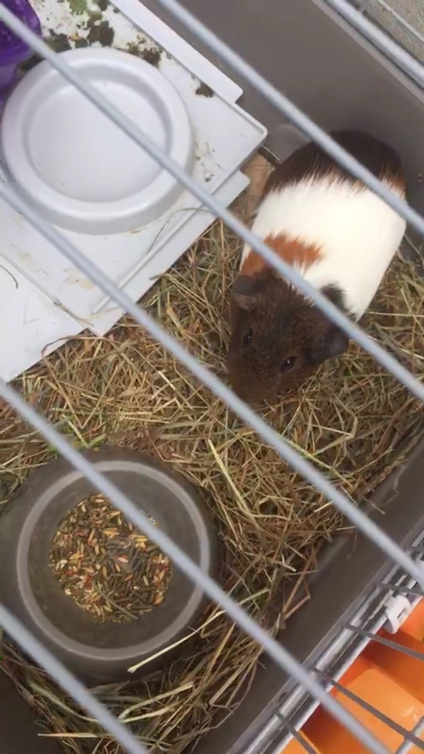 小老鼠🐭求领养