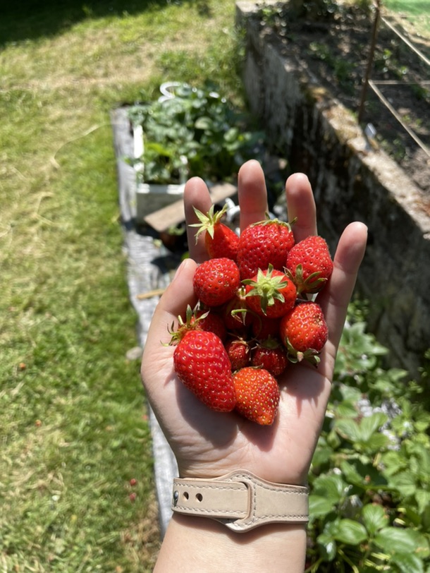 今天是个好日子呀请大家云吃草莓🍓吧