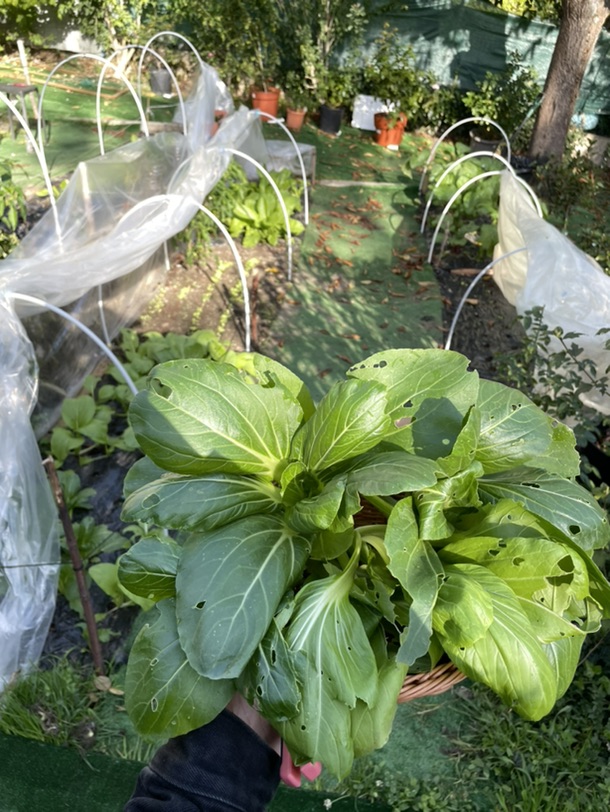 吃上自己种的青菜🥬啦！