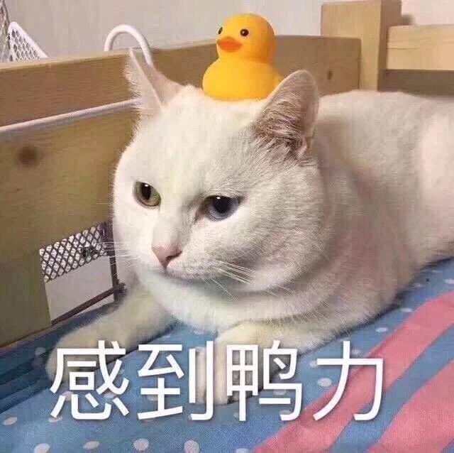 请问大家都在哪里买美瞳