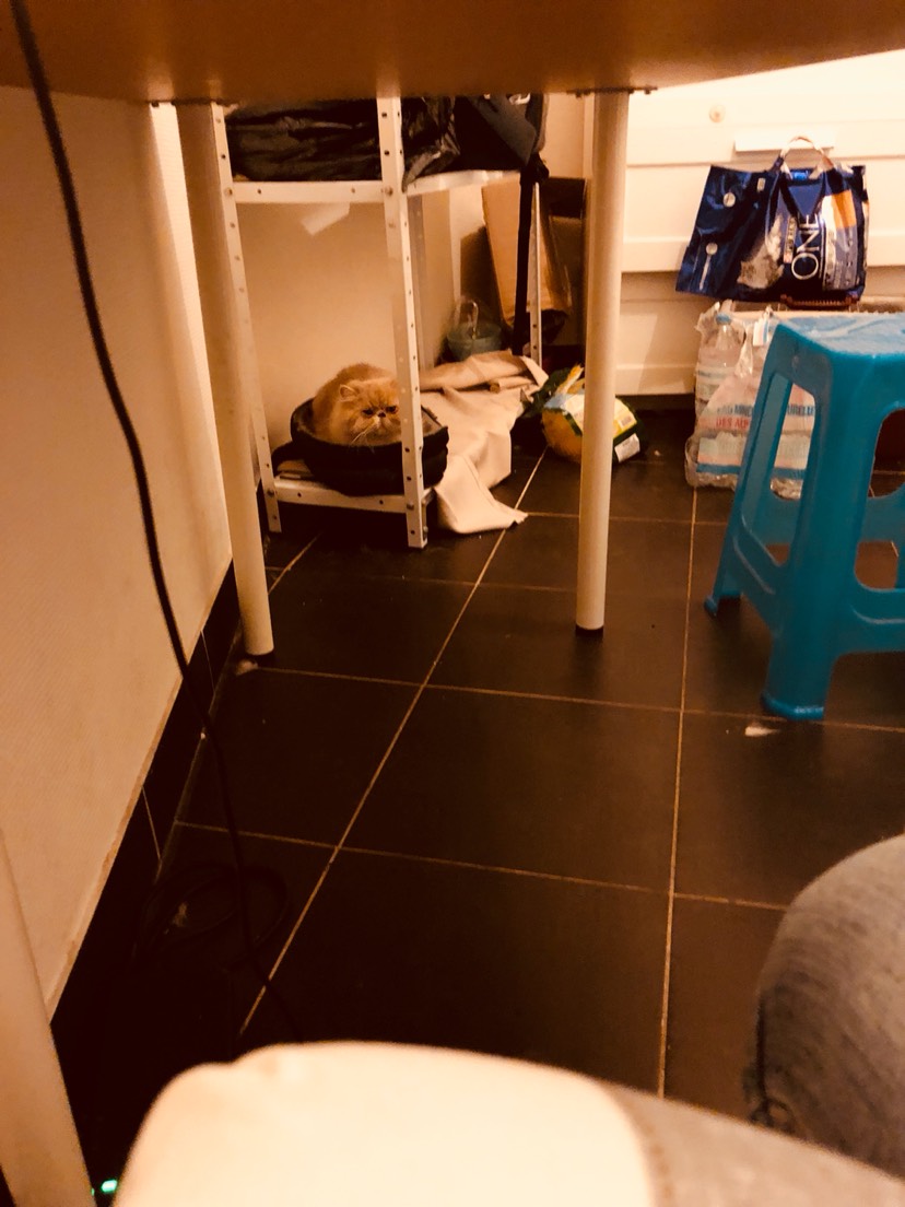 卖萌小动物