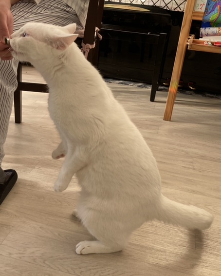 给大家表演个松鼠🐿️站吧🥰