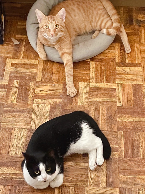 陪厕猫🐱~你家也有同款吗?