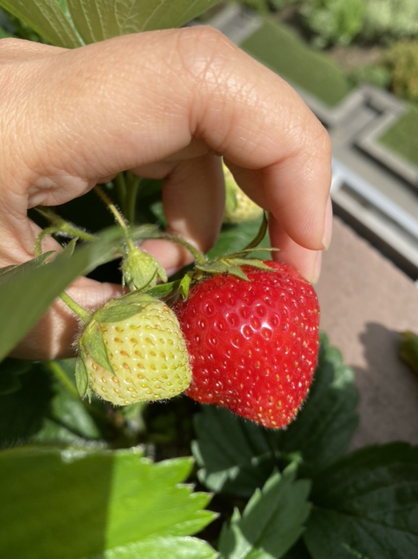 草莓🍓大丰收