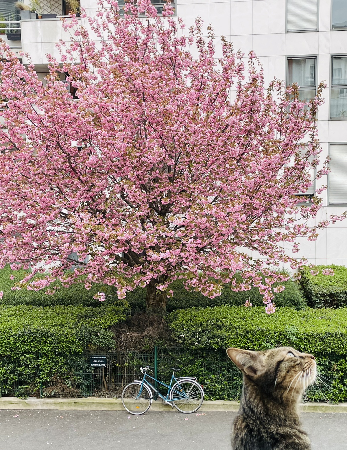 樱花🌸和猫
