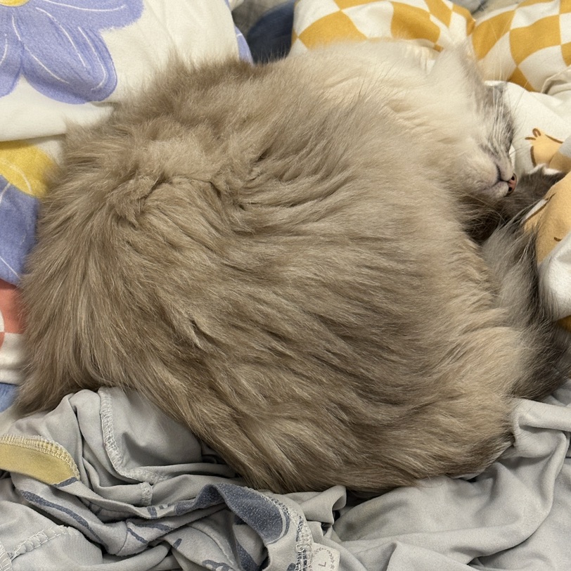 一……一堆猫?