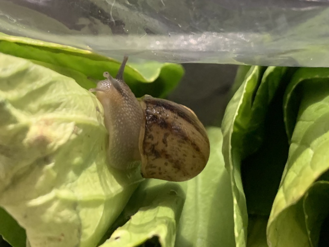 买回来的蔬菜惊现小蜗牛