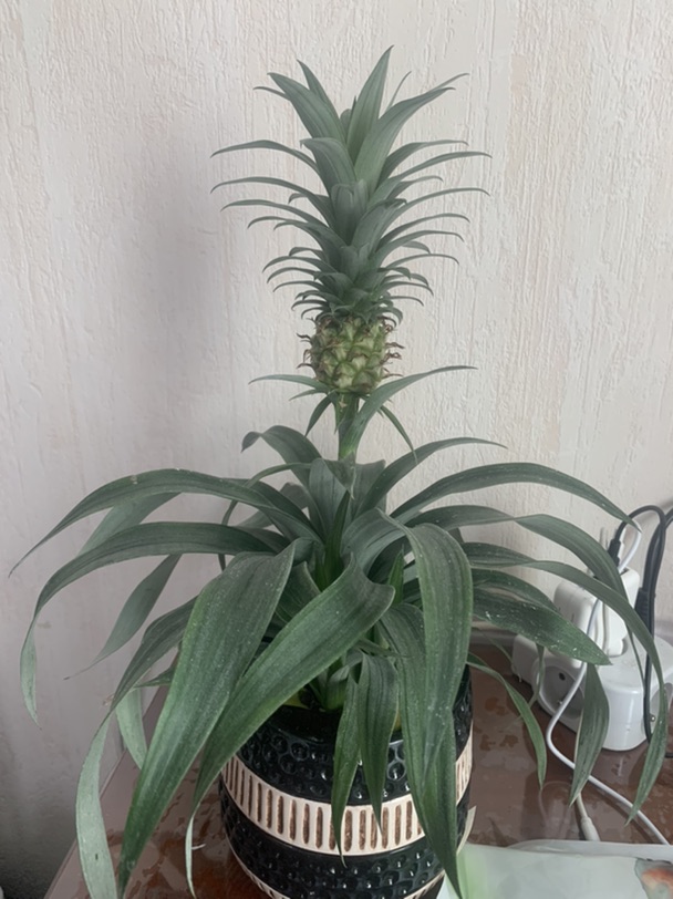 看，迷你菠萝🍍