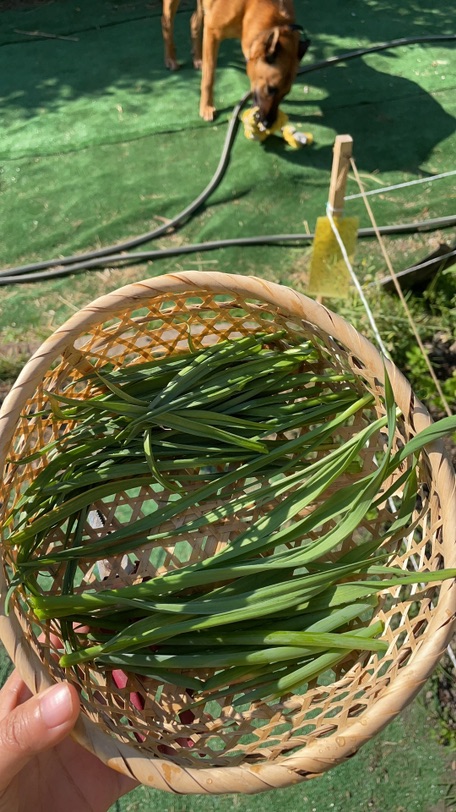 母亲节收获一些herbes aromatiques🥰