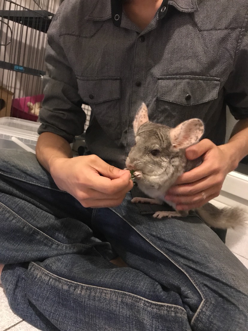 听说最近都在晒猫，想问龙猫算不算猫？