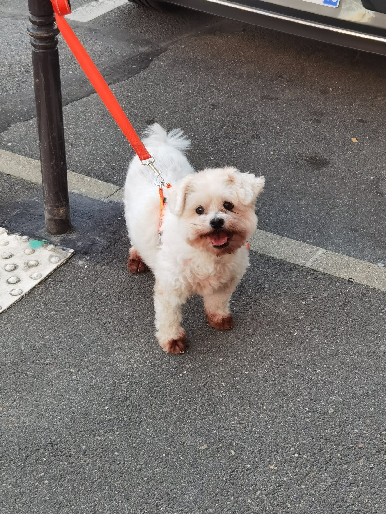 回家路上碰到的超可爱狗狗🐶！