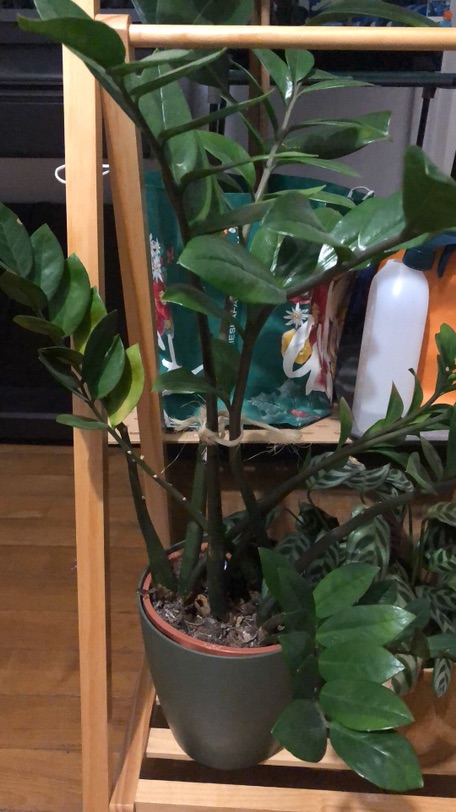 大小型植物求收养-都找到新家啦