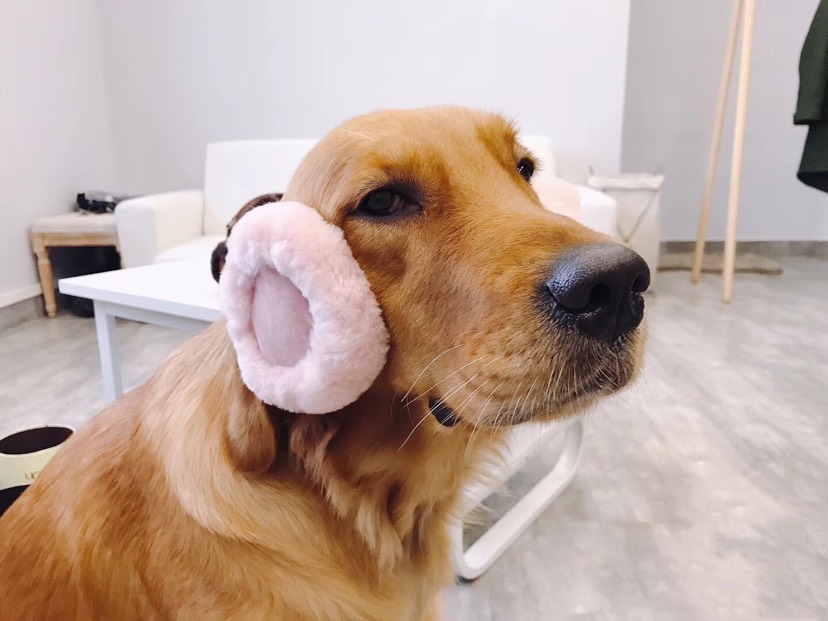 想念狗子 顺便问问退税的事情