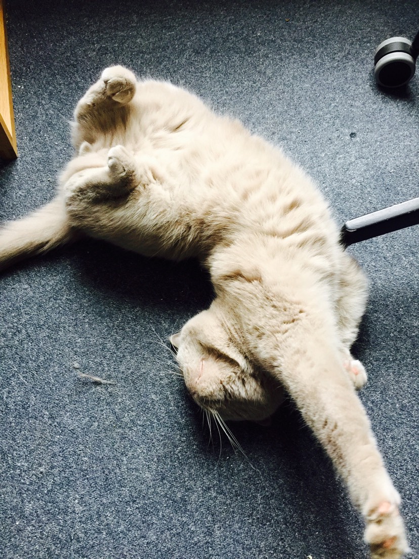 秀猫大赛？热情参与中